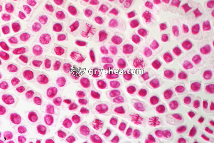 Mitoses de cellules de racine d'Ail - coloration Feulgen x40 - gryphea.com